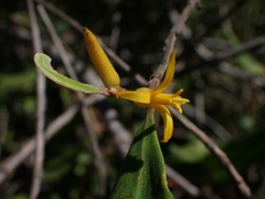 Persoonia sericea