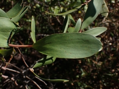 Persoonia sericea