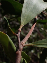 Persoonia sericea