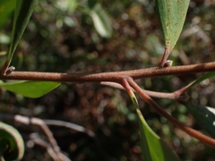 Persoonia sericea
