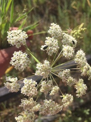 Perideridia kelloggii