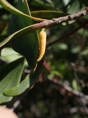 Persoonia sericea