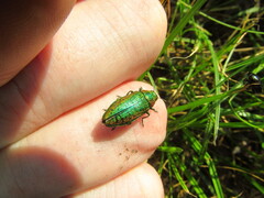 Lamprodila mirifica