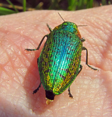Lamprodila mirifica