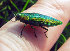 Lamprodila mirifica