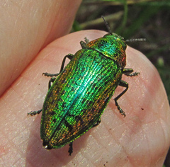 Lamprodila mirifica