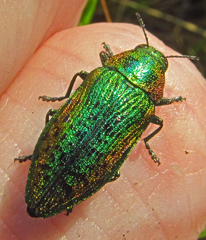 Lamprodila mirifica