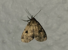 Parahypenodes quadralis