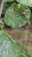 Eriophyes alniincanae