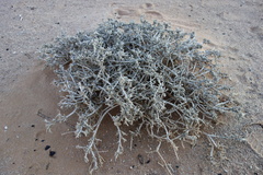 Caroxylon tuberculatum