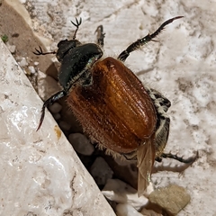 Anisopliina