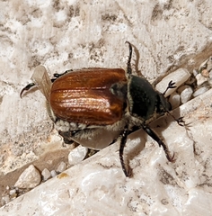 Anisopliina