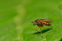 Dolichopus ungulatus