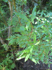 Salix arbusculoides