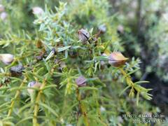 Juniperus navicularis