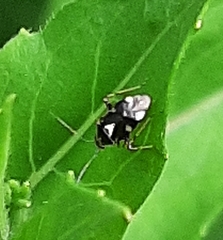 Liocoris tripustulatus