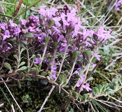 Thymus praecox polytrichus