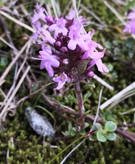 Thymus praecox polytrichus
