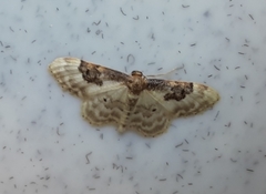 Idaea mustelata