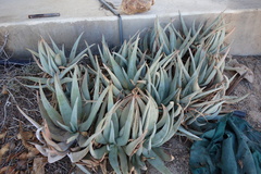 Aloe asperifolia