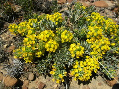 Rafnia globosa
