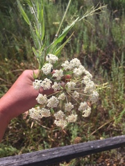 Perideridia kelloggii