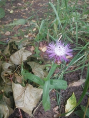 Centaurea jacea