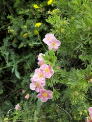 Dasiphora fruticosa