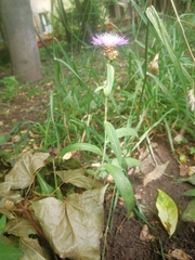 Centaurea jacea