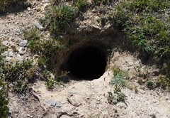Marmota marmota