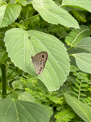 Ypthima stellera