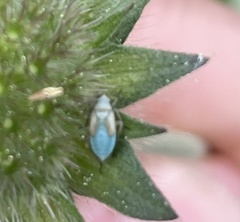 Placochilus seladonicus