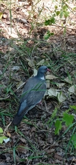Columba palumbus