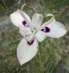Moraea barkerae