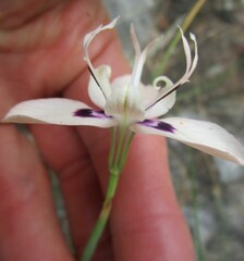Moraea barkerae