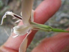 Moraea barkerae