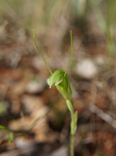 dwarf greenhood