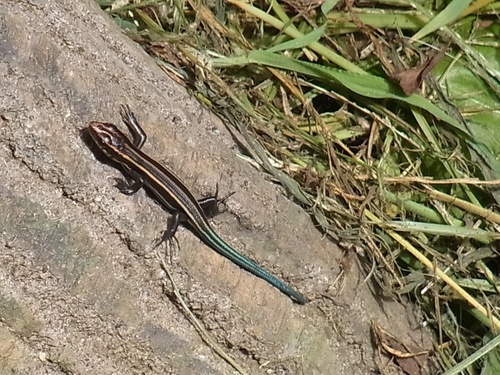 Japanese five-lined skink