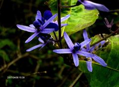 Petrea volubilis