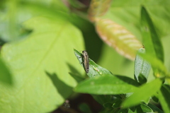 Agrilus aureus
