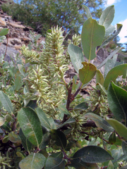 Salix glauca