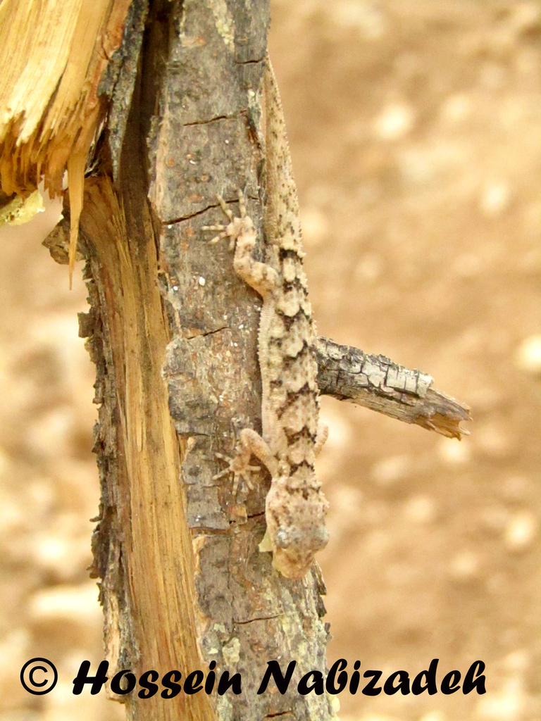Iranian Keel-scaled Gecko