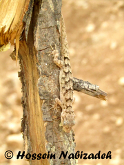 Mediodactylus aspratilis