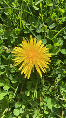 Taraxacum officinale