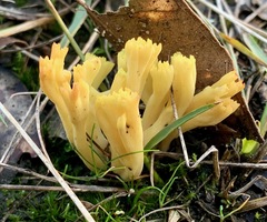 Ramaria lorithamnus