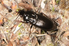 Pterostichus mutus
