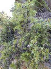 Juniperus navicularis