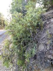 Juniperus navicularis