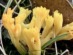 Ramaria lorithamnus