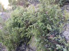 Juniperus navicularis